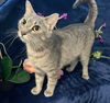adoptable Cat in , GA named Margaret