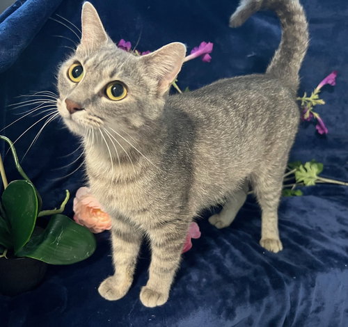 MARGARET - Tabby / Domestic Short Hair available for adoption