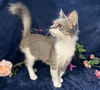adoptable Cat in , GA named Fuzzy