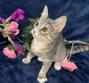 adoptable Cat in fayetteville, GA named Spunky