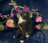 adoptable Cat in fayetteville, GA named Nixie