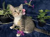 adoptable Cat in  named Miguel
