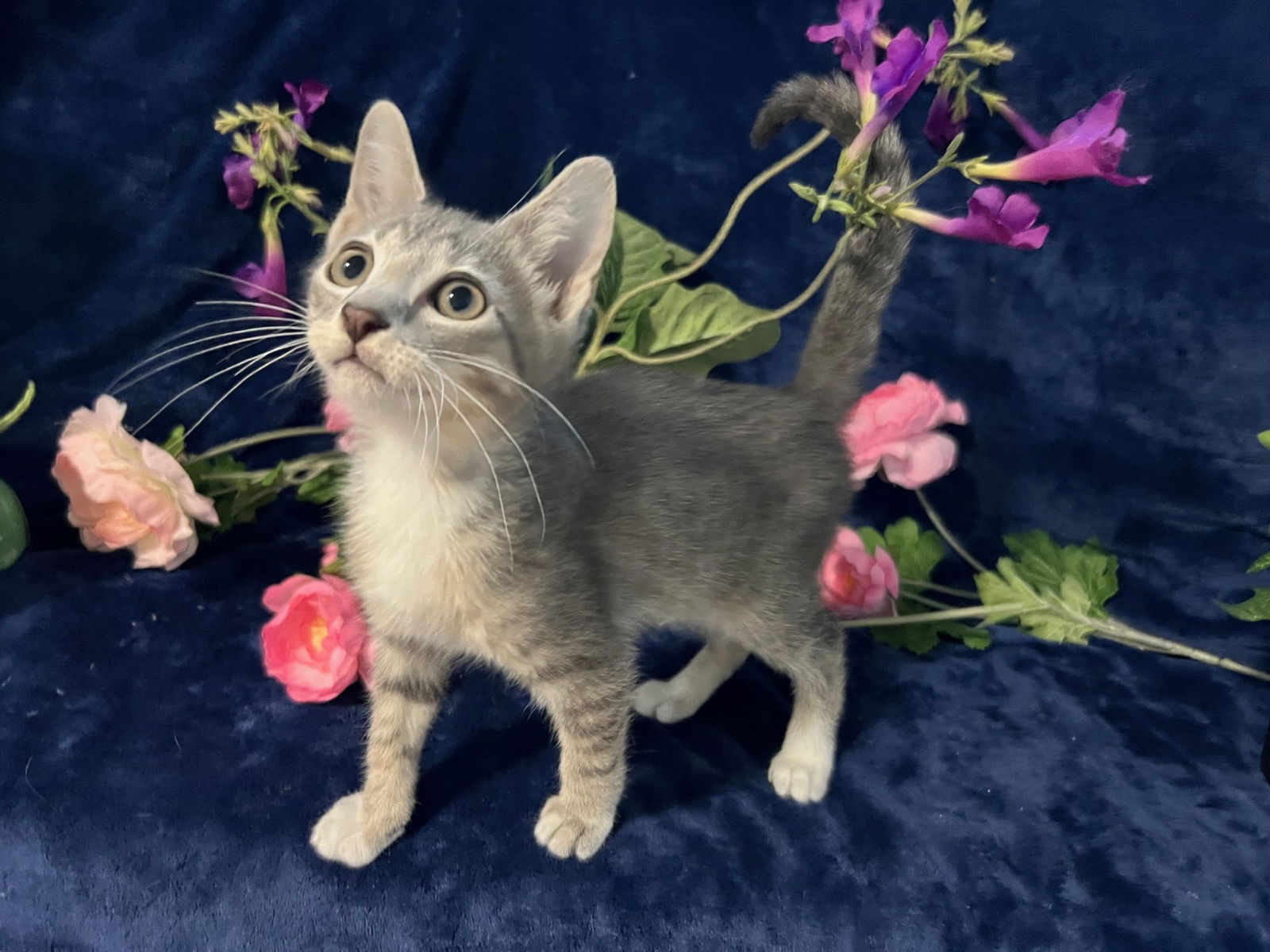 adoptable Cat in Fayetteville, GA named Milo