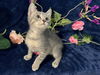 adoptable Cat in  named Marco