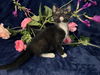 adoptable Cat in  named Max