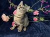 adoptable Cat in  named Macky