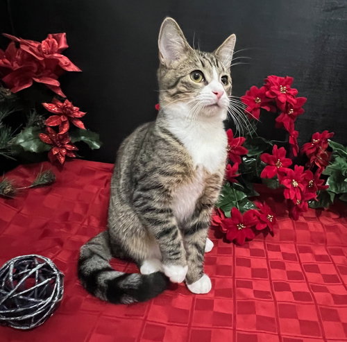picture of the cat needing adoption