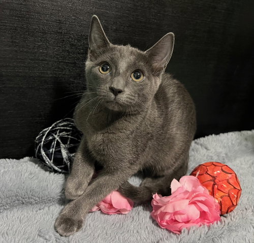 picture of the cat needing adoption
