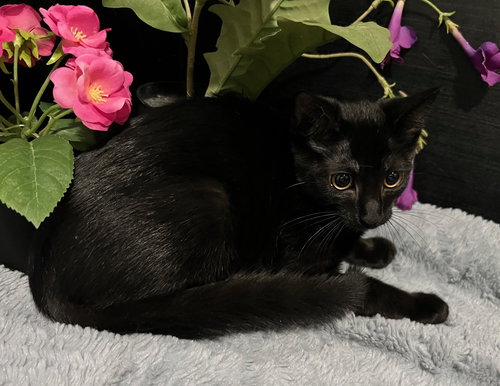 picture of the cat needing adoption