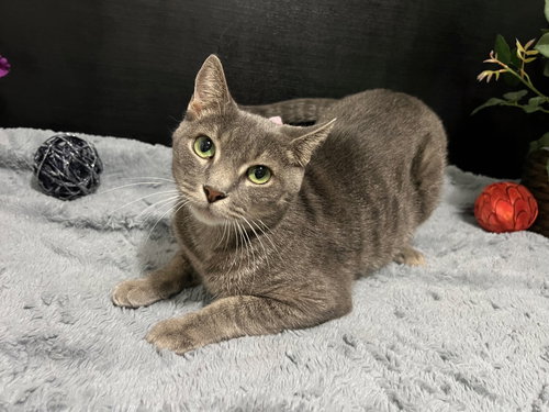 picture of the cat needing adoption