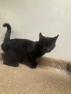 Tullah - Photo 1