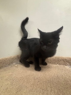 TULLAH - Domestic Short Hair available for adoption