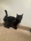 Tullah - Photo 3