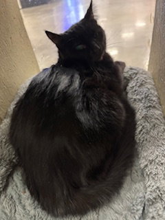 TULLAH - Domestic Short Hair available for adoption