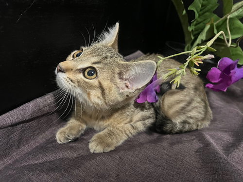 MUFFIN - Tabby / Domestic Short Hair available for adoption