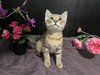 Muffin - Photo 3