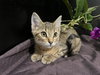 Muffin - Photo 4