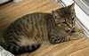 Muffin - Photo 1