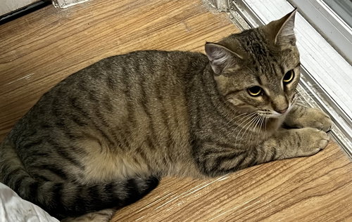 Muffin, Young Tabby / Domestic Short Hair / Mixed (short coat), cat for adoption in Marietta, Georgia