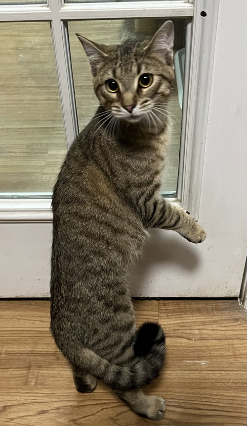 MUFFIN - Tabby / Domestic Short Hair available for adoption