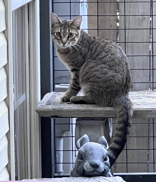 Muffin, an adoptable Tabby in Fayetteville, GA