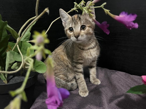 picture of the cat needing adoption