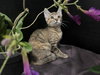 Marigold - Photo 3