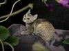 Marigold - Photo 4