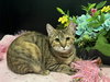 Marigold - Photo 1