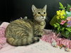 Marigold - Photo 2