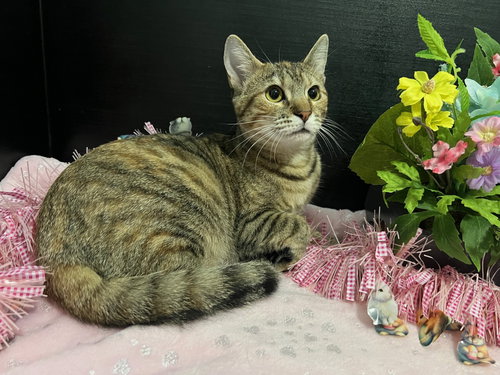 MARIGOLD - Tabby / Domestic Short Hair available for adoption