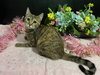 Marigold - Photo 3