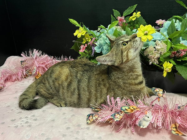 Marigold