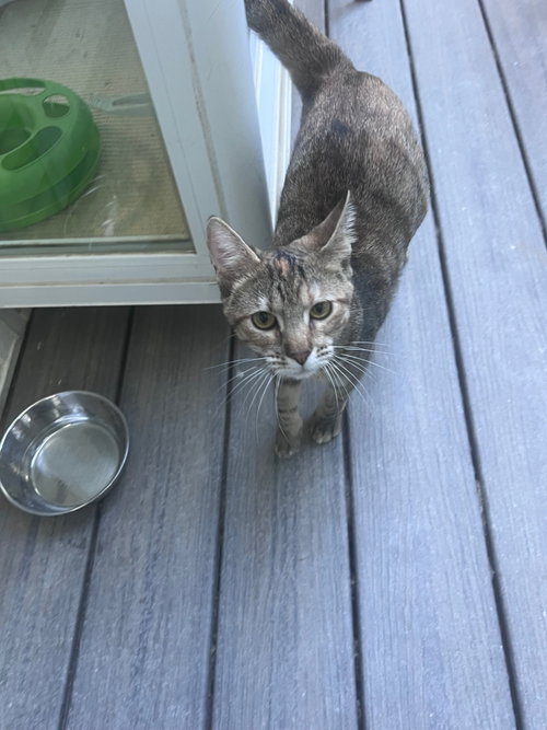 Marigold, an adoptable Tabby in Fayetteville, GA