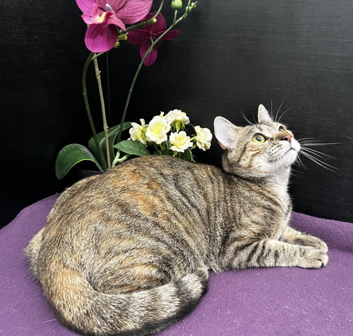 Marigold, Young Tabby / Domestic Short Hair / Mixed (short coat), cat for adoption in Smyrna, Georgia