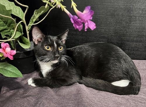 picture of the cat needing adoption