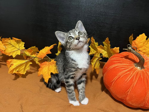 picture of the cat needing adoption