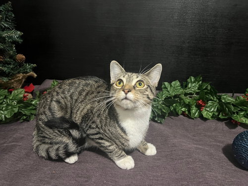 LENA - Tabby / Domestic Short Hair available for adoption