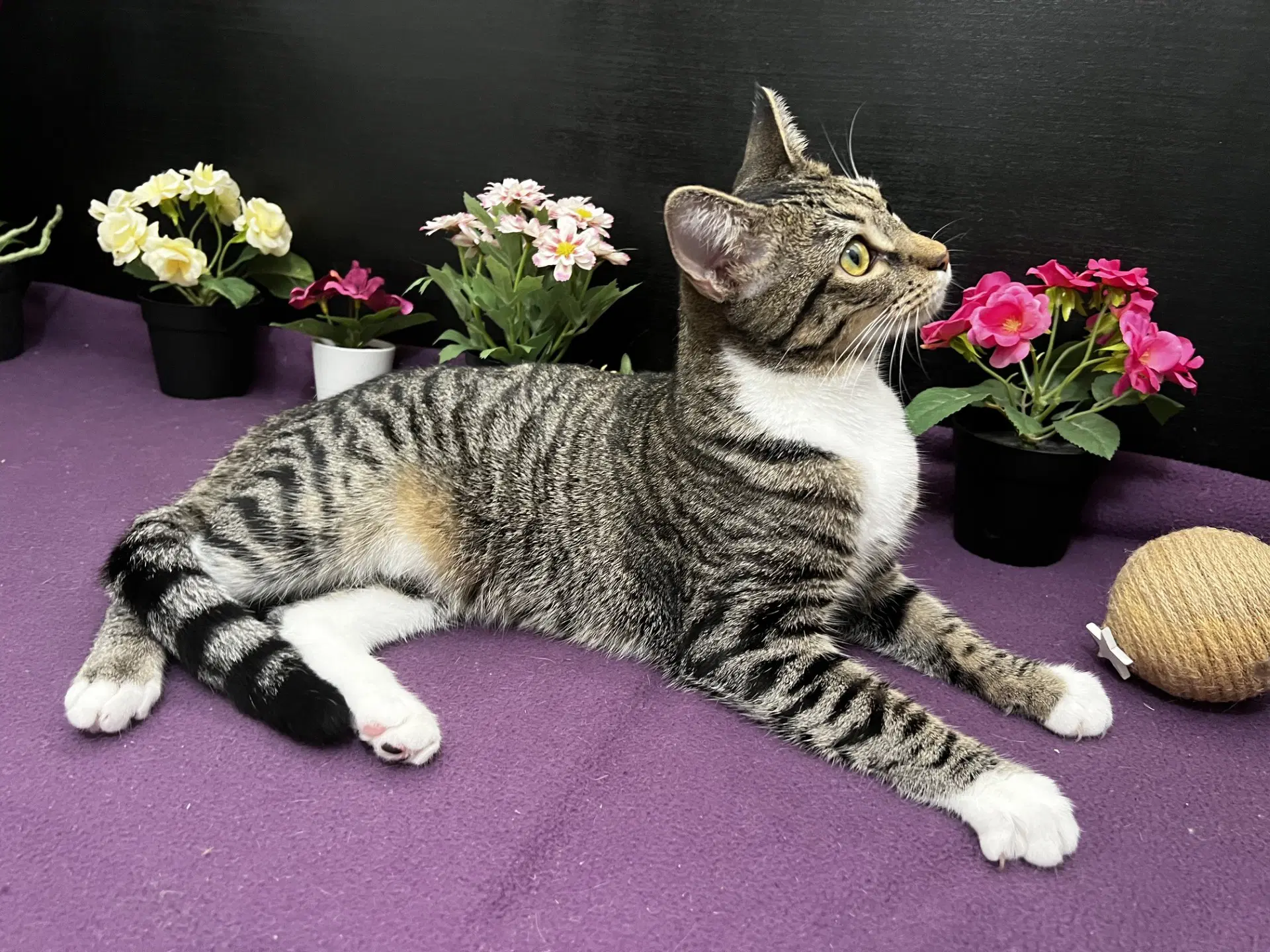 Lena - Tabby