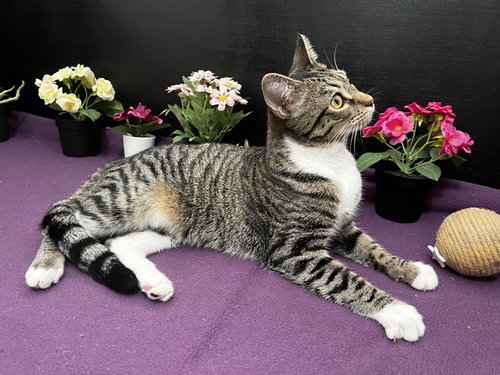Lena, Young Tabby / Domestic Short Hair / Mixed (short coat), cat for adoption in Smyrna, Georgia