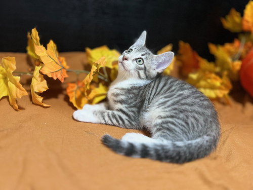 picture of the cat needing adoption