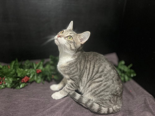 LUKE - Tabby / Domestic Short Hair available for adoption