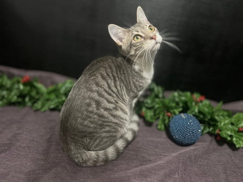 LUKE - Tabby / Domestic Short Hair available for adoption
