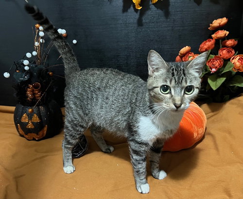 PAISLEY - Tabby / Domestic Short Hair available for adoption