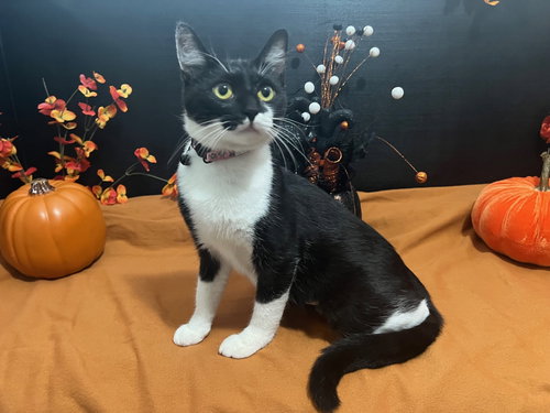 picture of the cat needing adoption