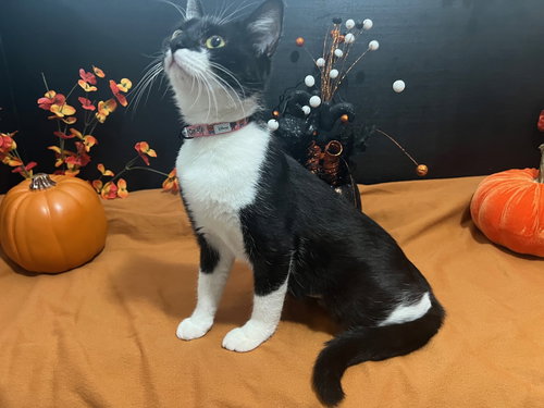 PANDA - Tuxedo / Domestic Short Hair available for adoption