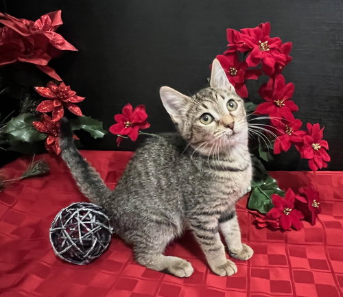 picture of the cat needing adoption