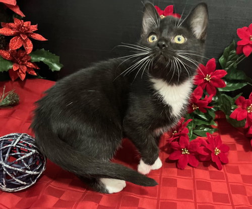 picture of the cat needing adoption