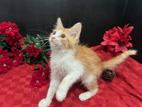 picture of the cat needing adoption