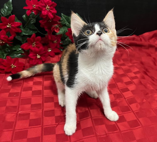 picture of the cat needing adoption